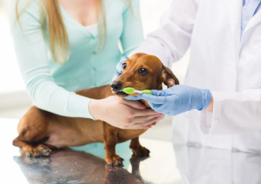How to Brush Your Dog’s Teeth