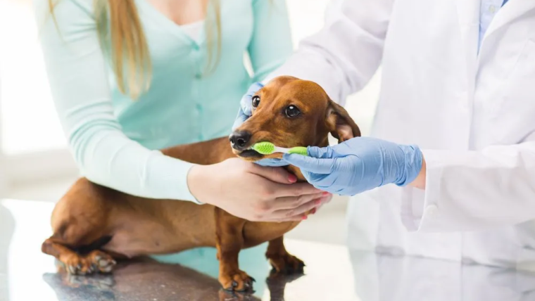 How to Brush Your Dog’s Teeth