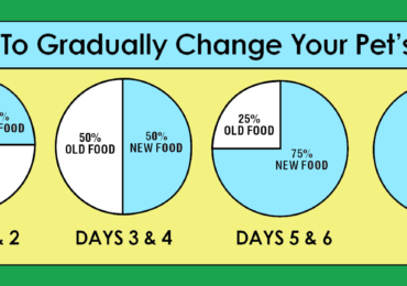 How to Properly Switch Your Pet’s Food