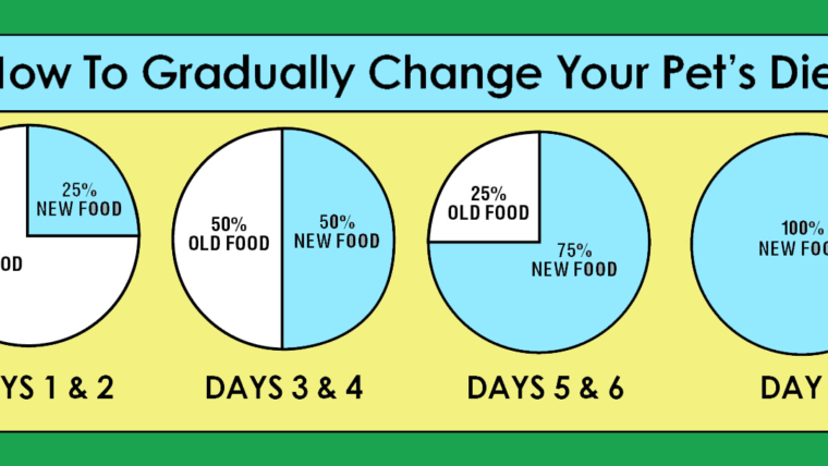 How to Properly Switch Your Pet’s Food