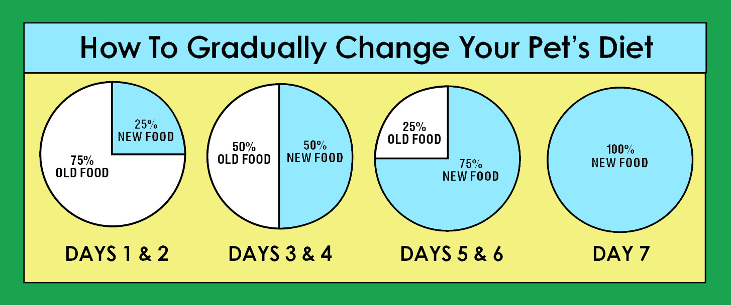 How to Properly Switch Your Pet’s Food