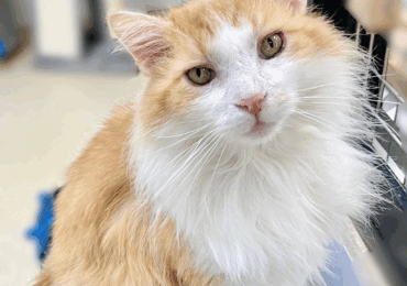 3 Ways to Naturally Reduce Hairballs