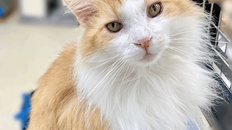 3 Ways to Naturally Reduce Hairballs