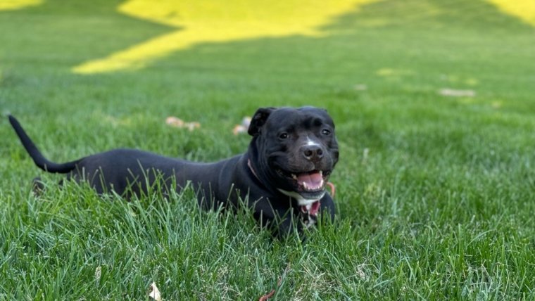 Things to Do with Your Dog on Holidays in Tropical Countries Like Sri Lanka