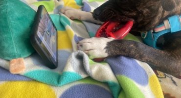 Selection Guide for Dental Toys & Treats for Your Dog