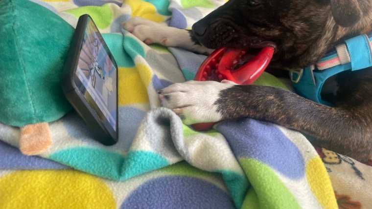 Selection Guide for Dental Toys & Treats for Your Dog