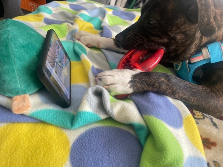 Selection Guide for Dental Toys & Treats for Your Dog