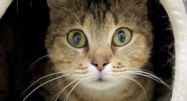 The Reasons Why Cats Play With Toys