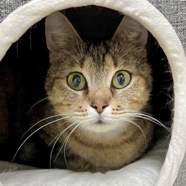 The Reasons Why Cats Play With Toys