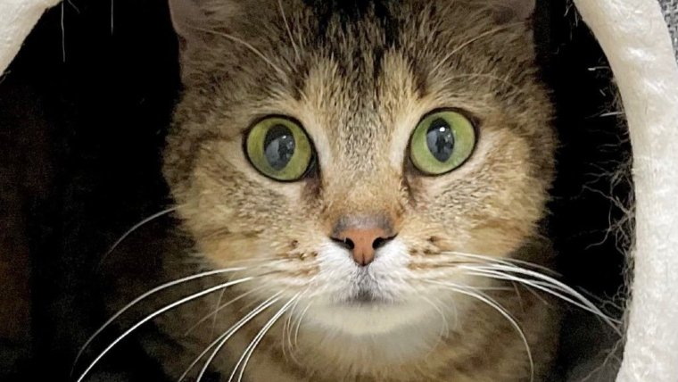 The Reasons Why Cats Play With Toys