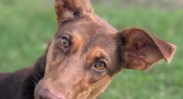 8 Tips for Taking the Perfect Photo of Pet