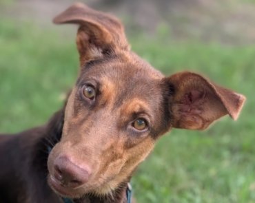 8 Tips for Taking the Perfect Photo of Pet