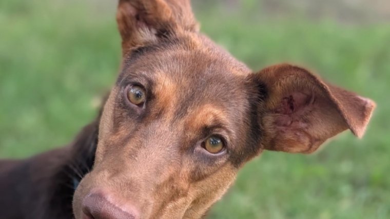 8 Tips for Taking the Perfect Photo of Pet