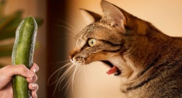 Why Are Cats Afraid of Cucumbers?