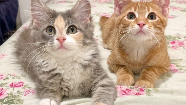 Hairballs and Cats: What Should I know?