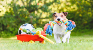 Toy Safety Tips for Your Dogs