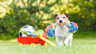 Toy Safety Tips for Your Dogs