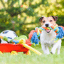 Toy Safety Tips for Your Dogs