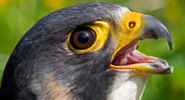 Taking Care of Your Bird’s Beak