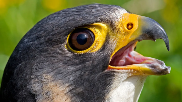 Taking Care of Your Bird’s Beak