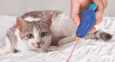 Why Laser Toys Can Be Bad News for Your Pet