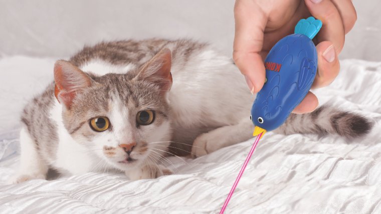 Why Laser Toys Can Be Bad News for Your Pet