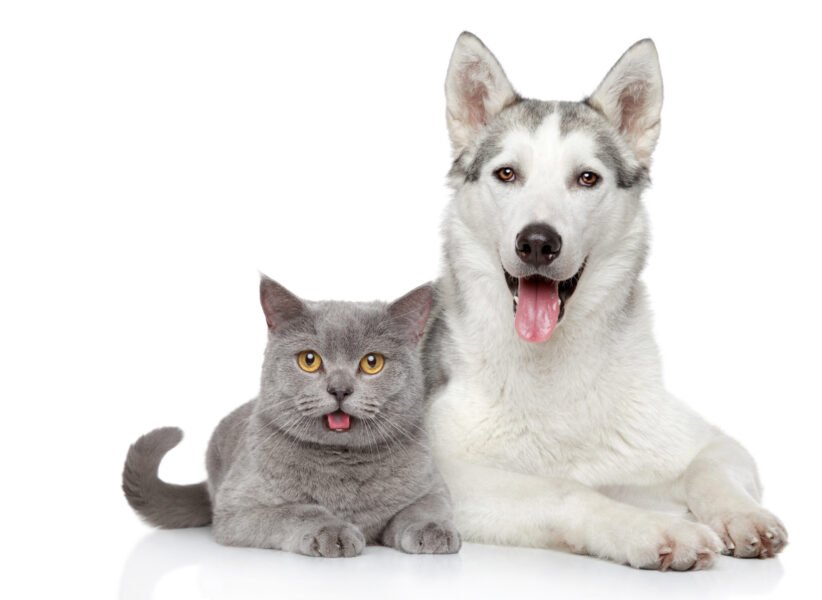 Cat and dog together on a white background